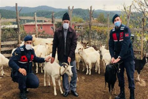 Bursa'da "kaçak" koyunları jandarma ekipleri dron yardımıyla buldu